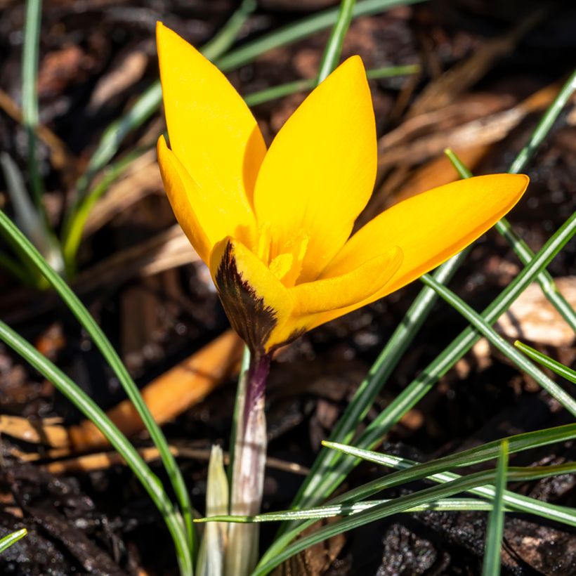 Crocus ancyrensis Golden Bunch (Port)