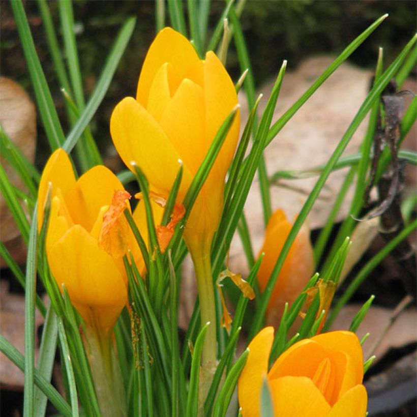 Crocus ancyrensis Golden Bunch (Floraison)