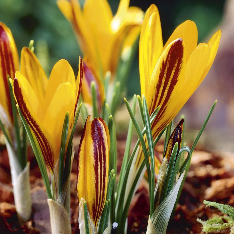 Crocus angustifolius (Floraison)