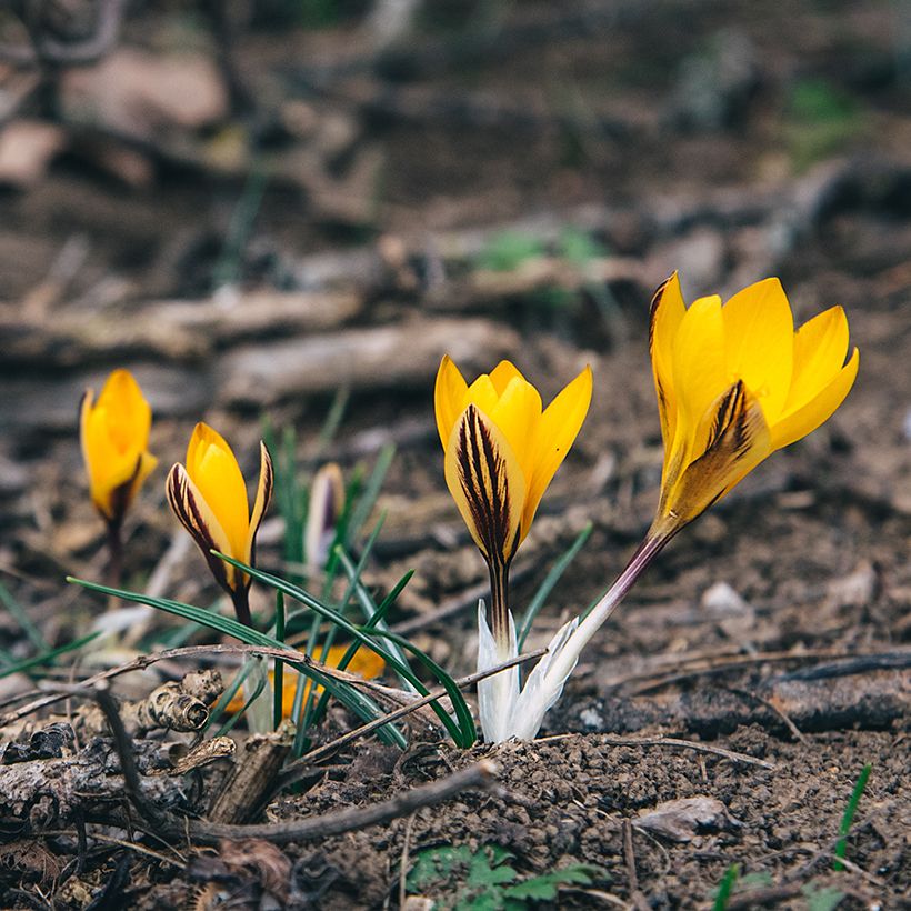 Crocus angustifolius (Port)