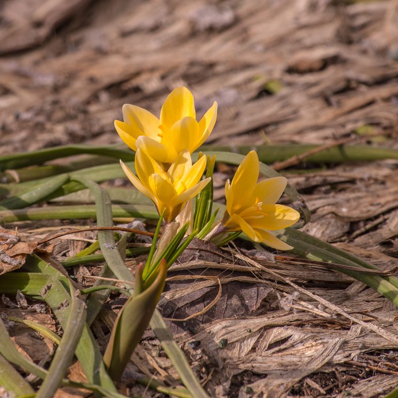 Crocus chrysanthus Advance (Port)