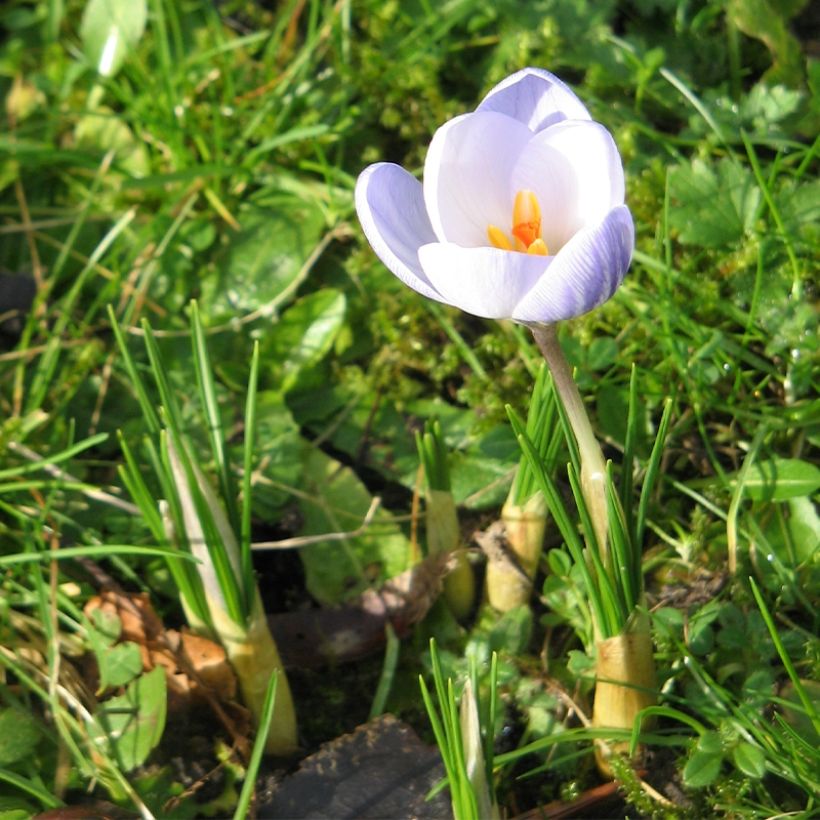 Crocus chrysanthus Blue Marlin (Port)