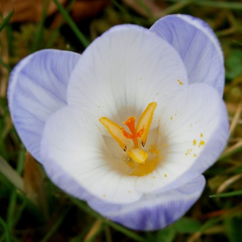 Crocus chrysanthus Blue Marlin (Floraison)