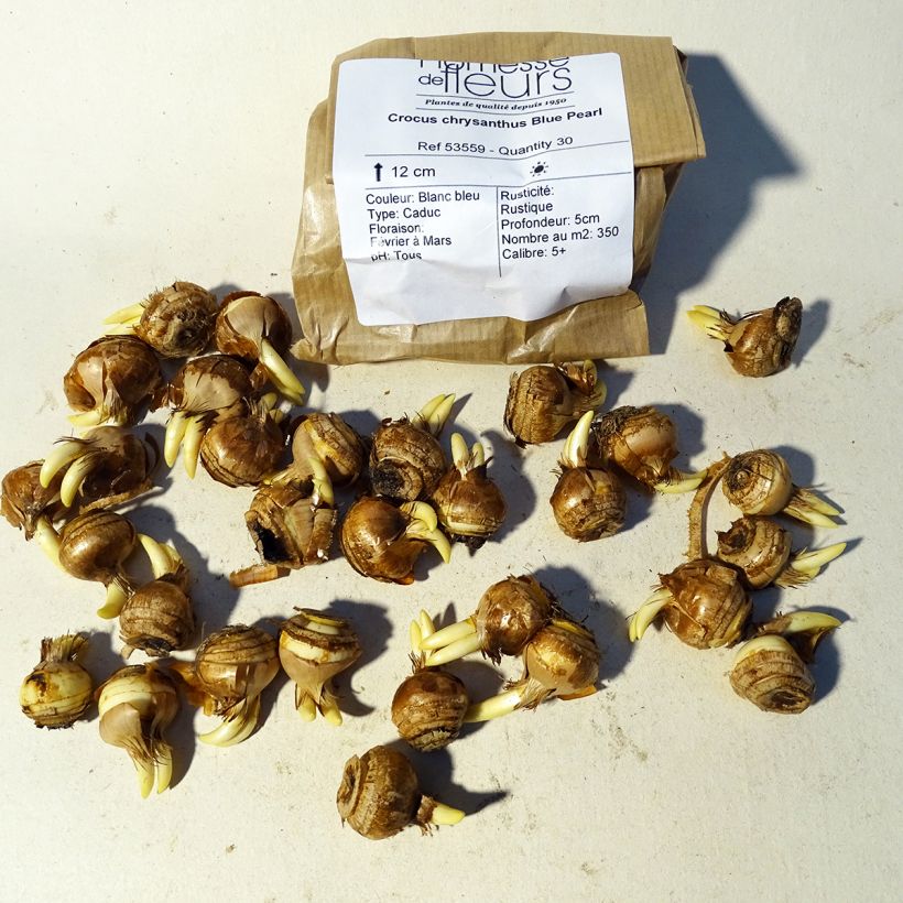 Exemple de spécimen de Crocus chrysanthus Blue Pearl tel que livré