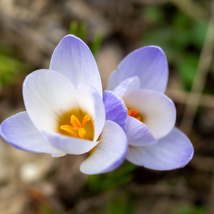 Crocus chrysanthus Blue Pearl (Floraison)