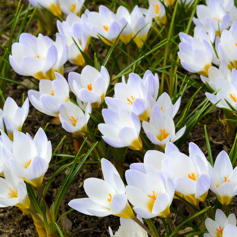 Crocus chrysanthus Blue Pearl (Port)