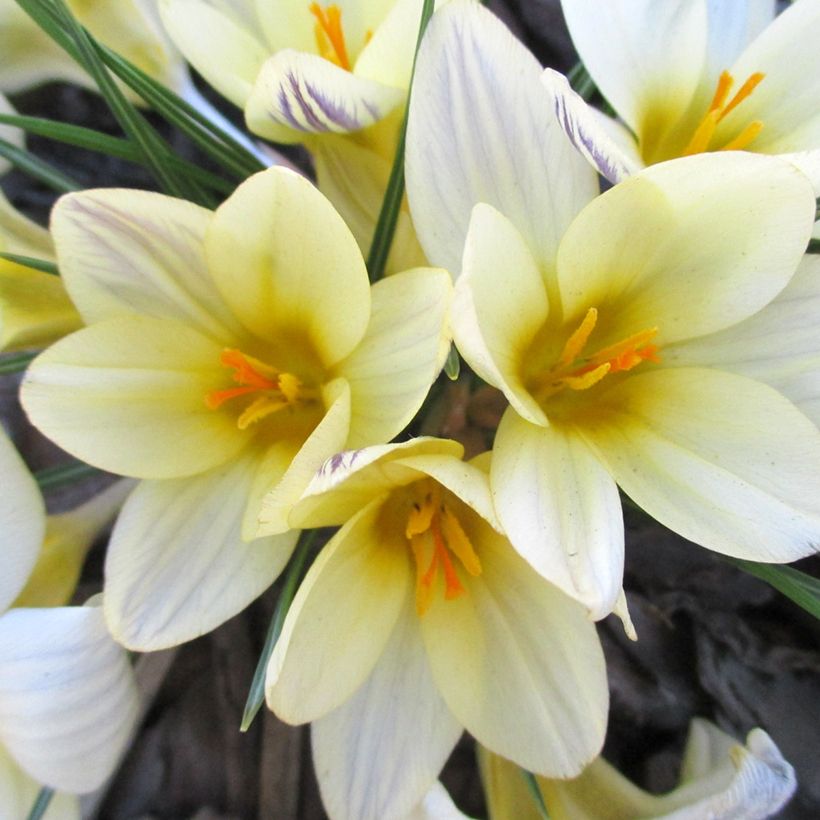 Crocus chrysanthus Cream Beauty (Floraison)