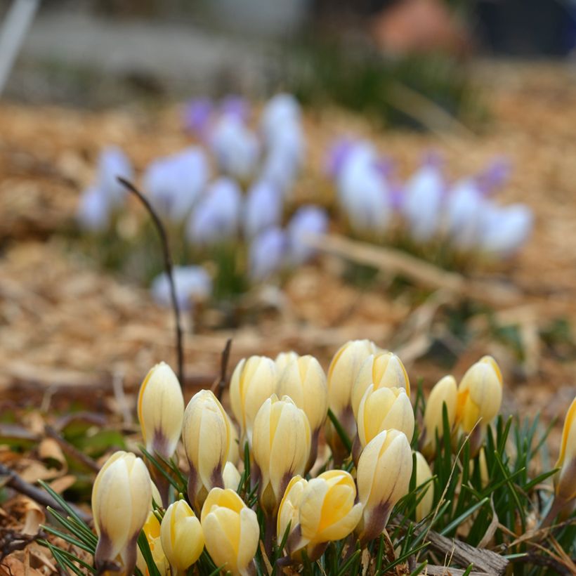 Crocus chrysanthus Cream Beauty (Port)