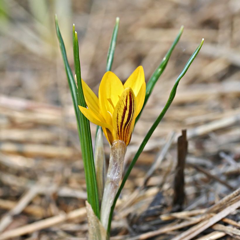 Crocus chrysanthus Fuscotinctus (Port)