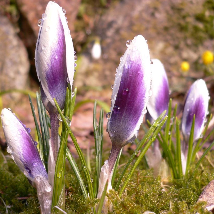 Crocus chrysanthus Ladykiller  (Port)