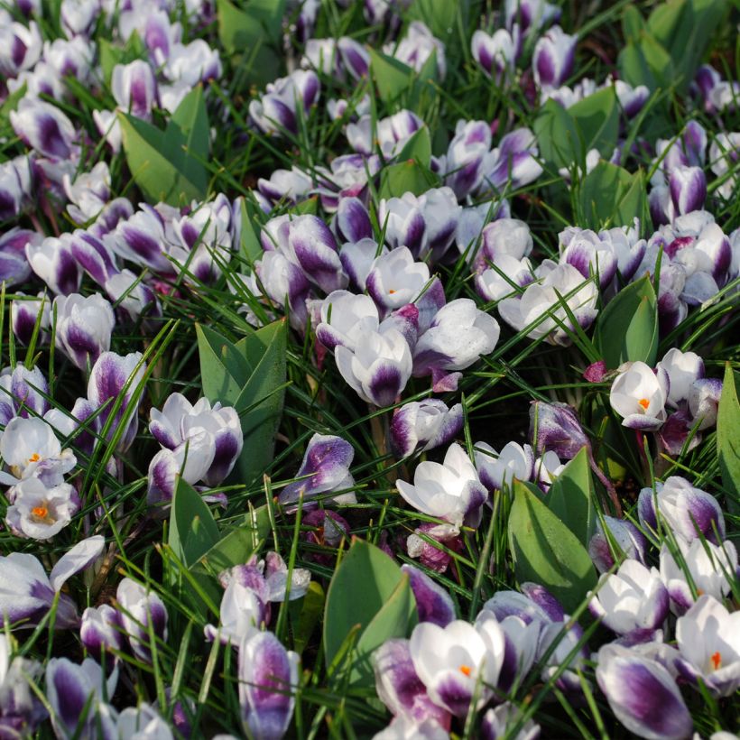 Crocus Prins Claus (Port)