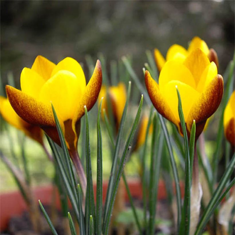 Crocus chrysanthus Zwanenburg Bronze (Floraison)