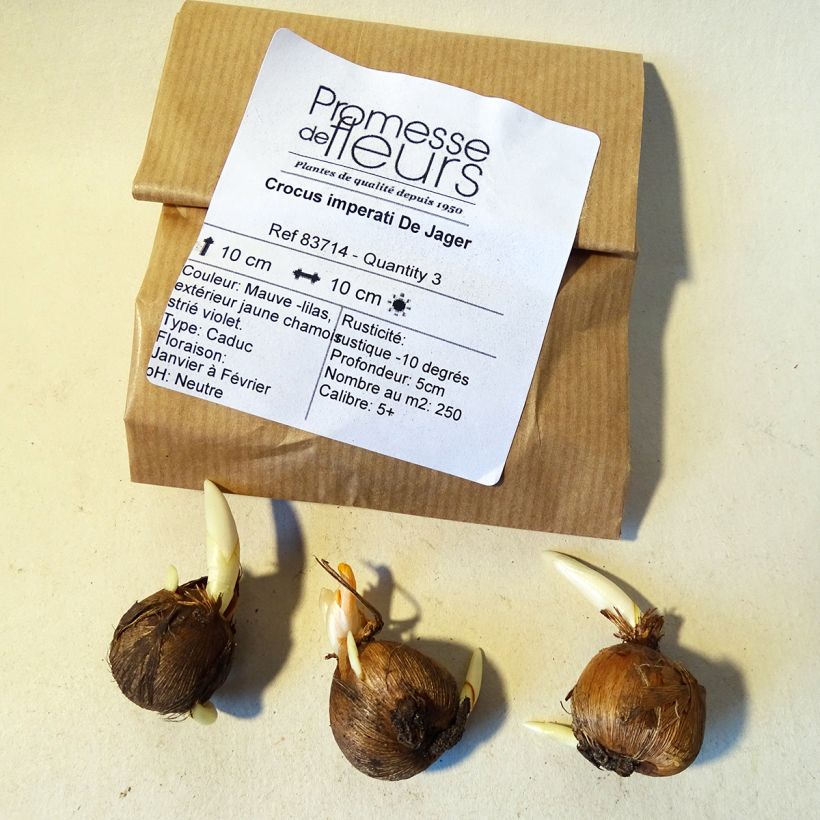 Exemple de spécimen de Crocus imperati De Jager Bulbe tel que livré