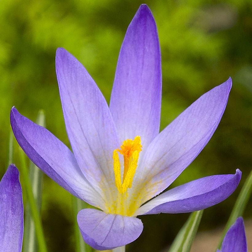 Crocus kosaninii April View (Floraison)