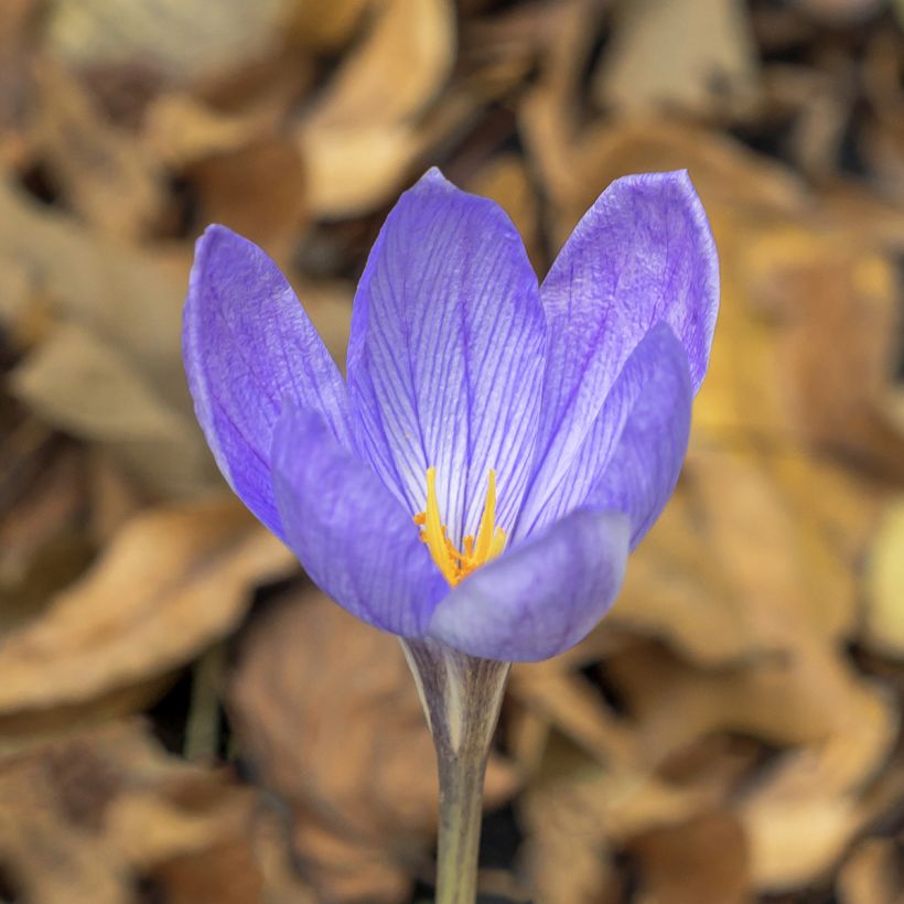 Crocus ligusticus - Crocus d'automne (Floraison)