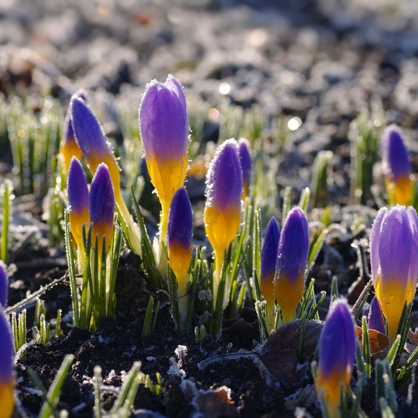 Crocus sieberi Firefly (Port)