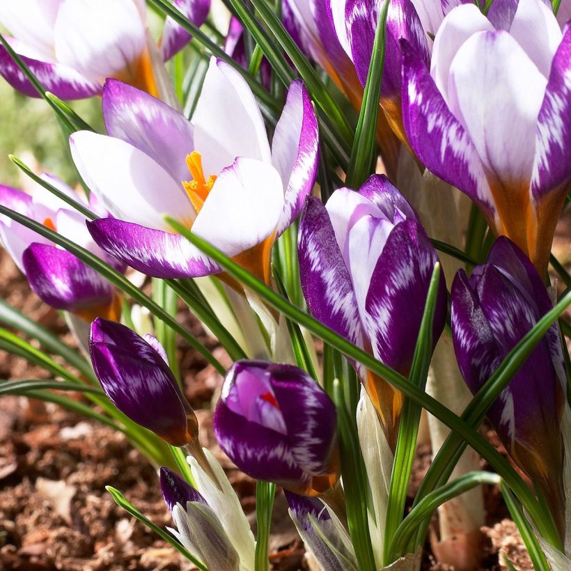 Crocus sieberi Hubert Edelstein (Floraison)