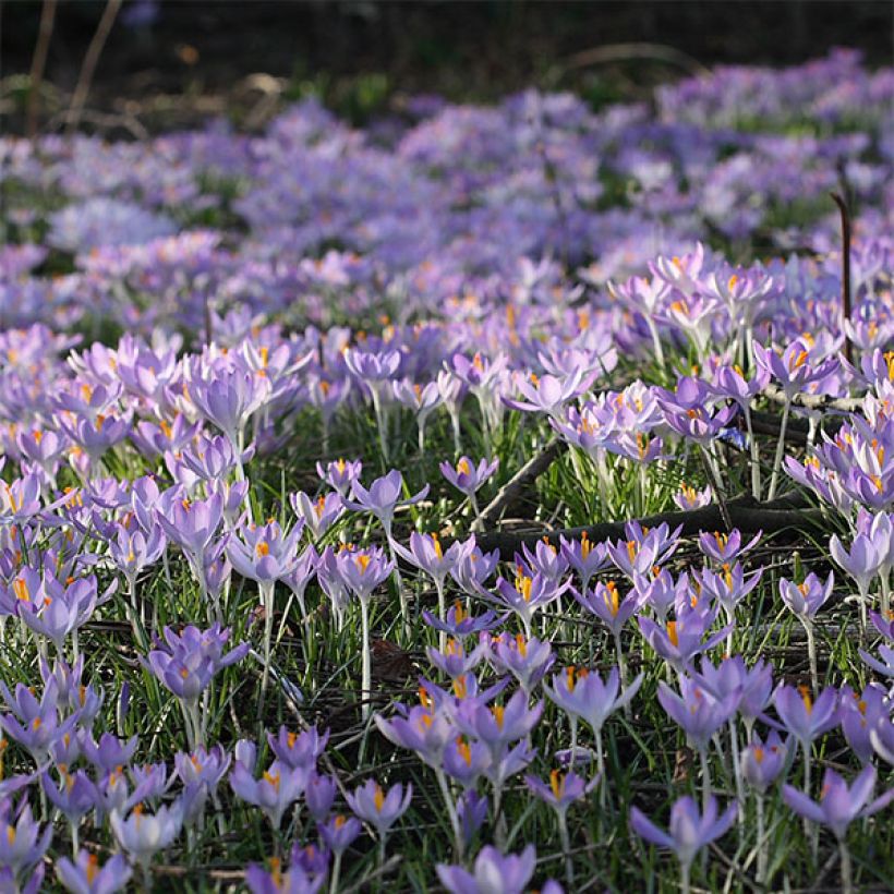 Crocus tommasinianus (Floraison)