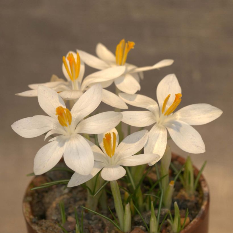 Crocus tommasinianus Albus (Floraison)