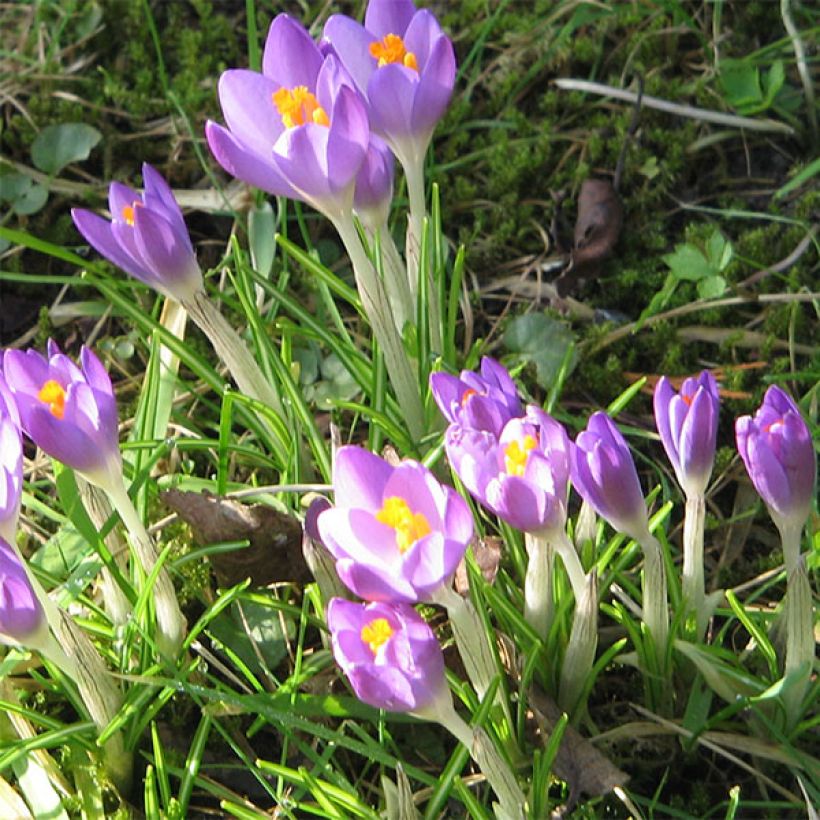 Crocus tommasinianus Barr's Purple (Floraison)