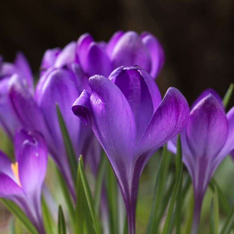 Crocus tommasinianus Blue Ocean (Floraison)