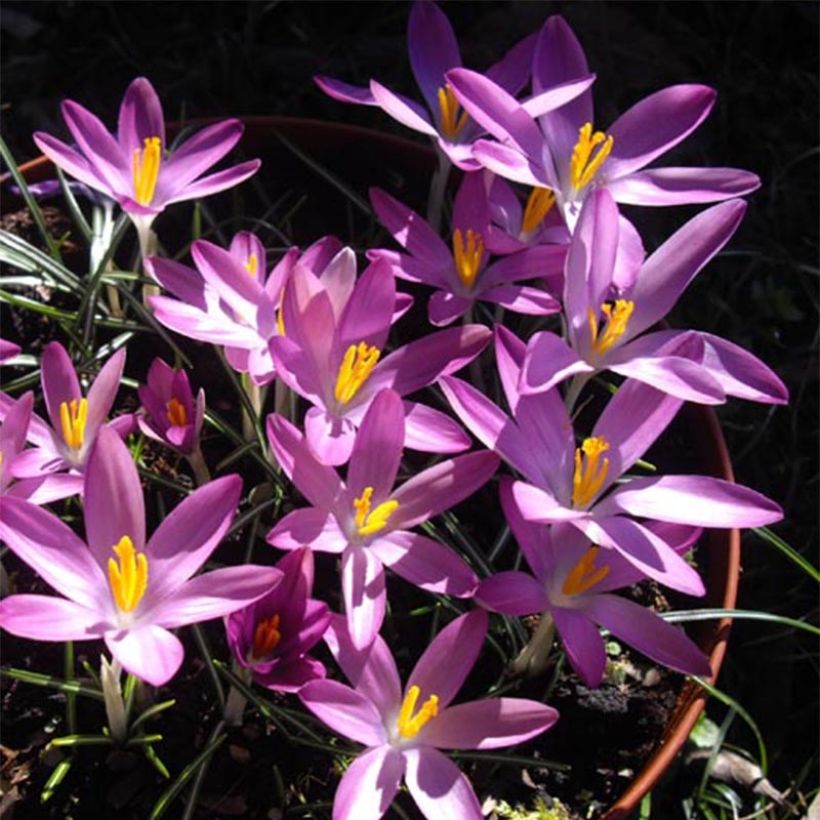 Crocus tommasinianus Roseus (Floraison)