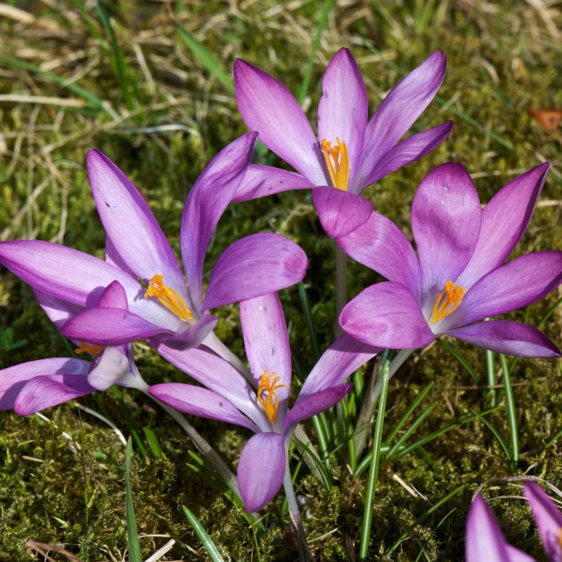 Crocus tommasinianus Roseus (Port)