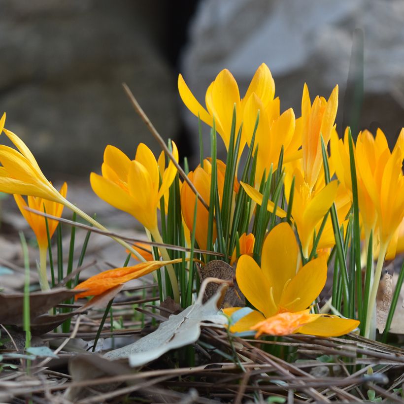 Crocus vitellinus - Crocus botanique (Port)