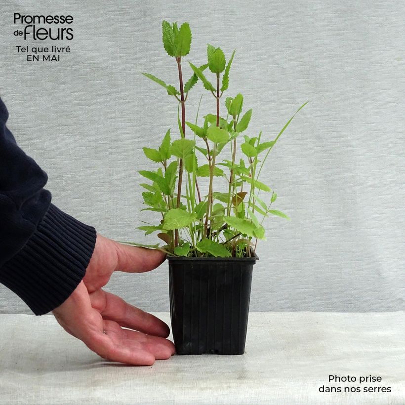 Spécimen de Crosnes - Crosne du Japon BIO - godet Godet de 8 cm tel que livré au printemps