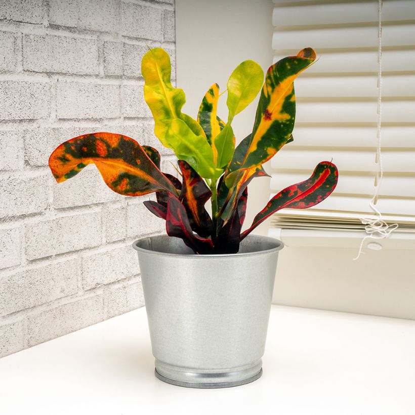 Croton Mammie - Codiaeum (Port)