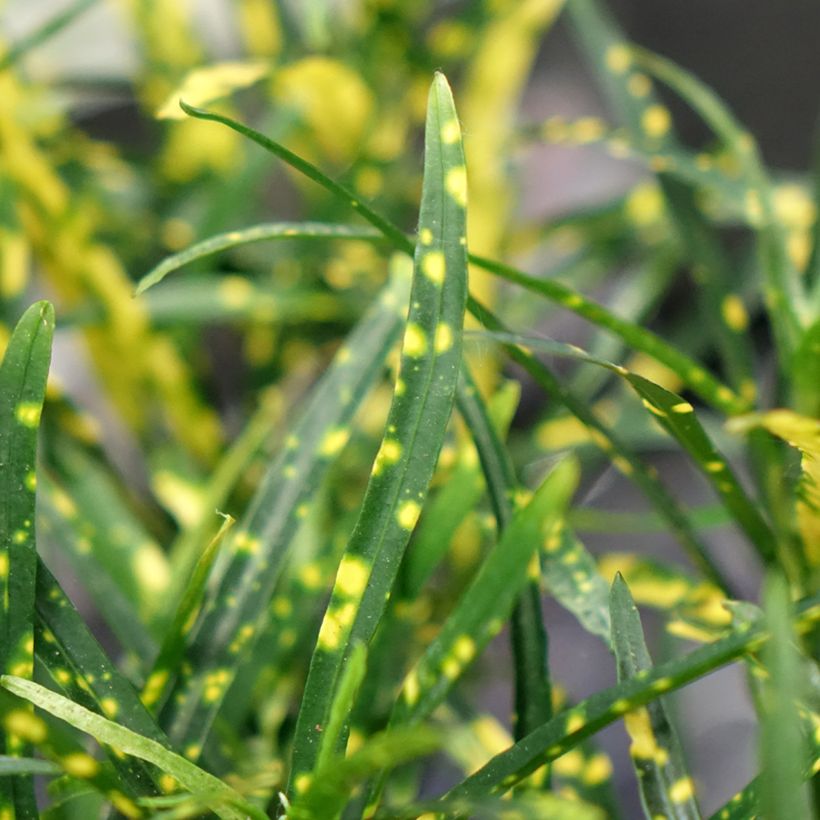 Croton Pictum - Codiaeum (Feuillage)