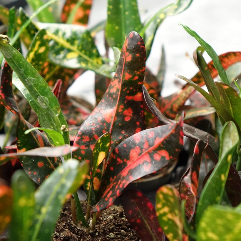 Croton Red Batik - Codiaeum (Feuillage)