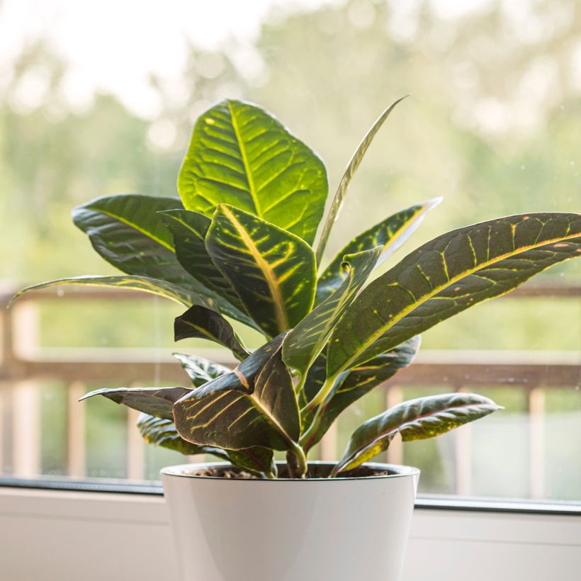 Croton Moar Yellow - Codiaeum (Port)