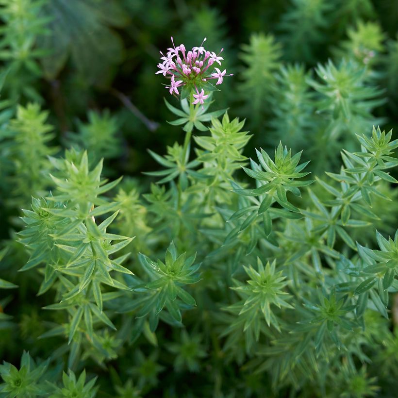 Crucianelle - Phuopsis stylosa (Feuillage)