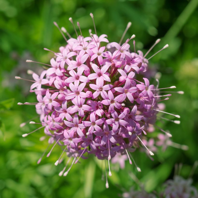 Crucianelle - Phuopsis stylosa (Floraison)