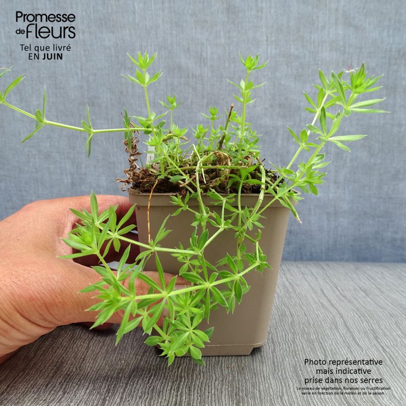 Spécimen de Crucianelle - Phuopsis stylosa Godet de 8/9 cm tel que livré en été