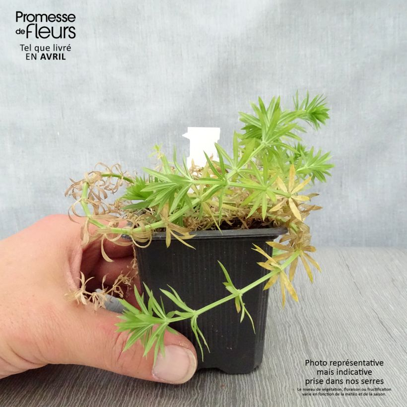 Spécimen de Crucianelle - Phuopsis stylosa en godet de 9 cm tel que livré au printemps