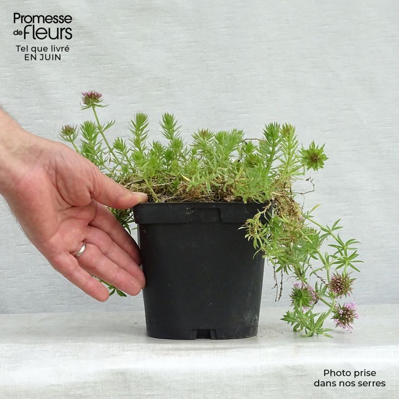 Spécimen de Crucianelle - Phuopsis stylosa Pot de 2L/3L tel que livré en été