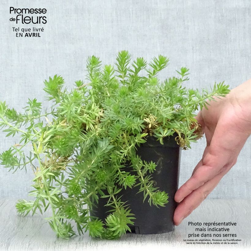 Spécimen de Crucianelle - Phuopsis stylosa en pot de 2/3L tel que livré au printemps