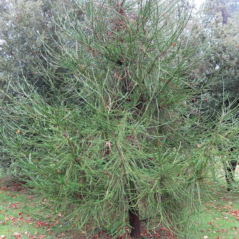 Cryptomeria japonica Araucarioides - Cèdre du Japon  (Port)