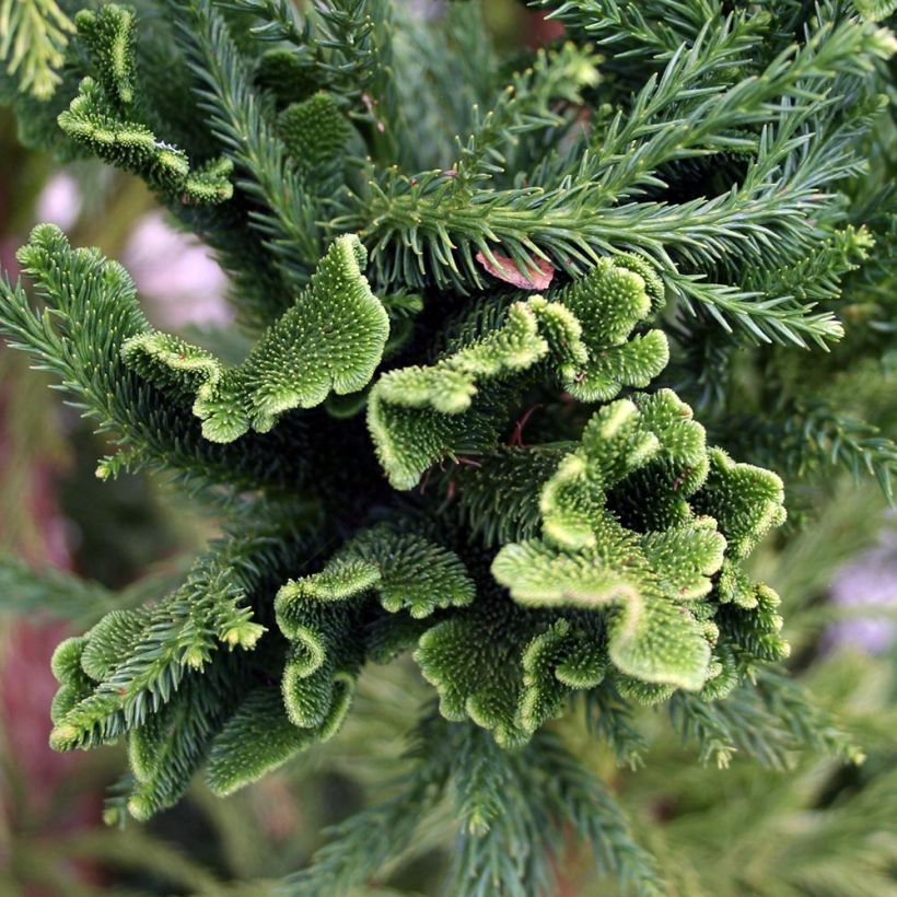 Cryptomeria japonica Cristata - Cèdre du Japon (Feuillage)