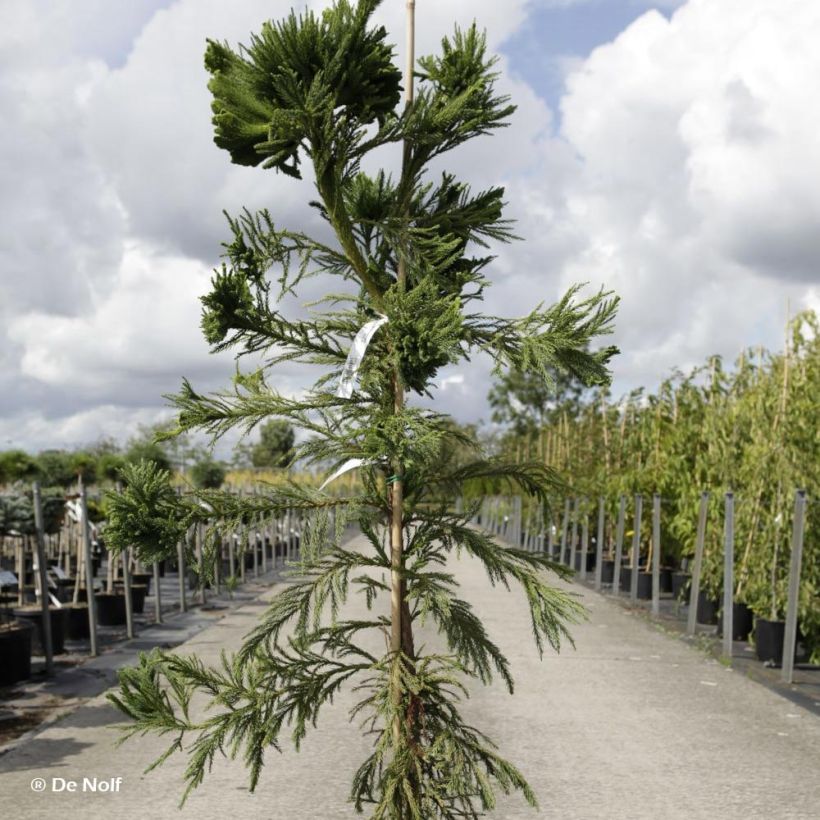 Cryptomeria japonica Cristata - Cèdre du Japon (Port)