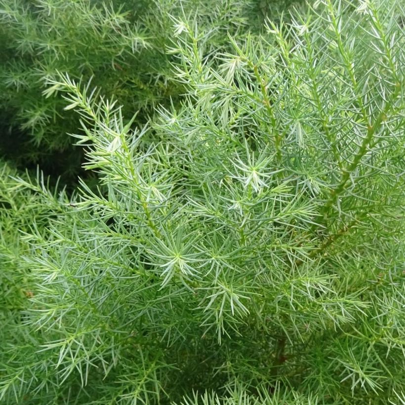 Cryptomeria japonica Elegans - Cèdre du Japon (Feuillage)