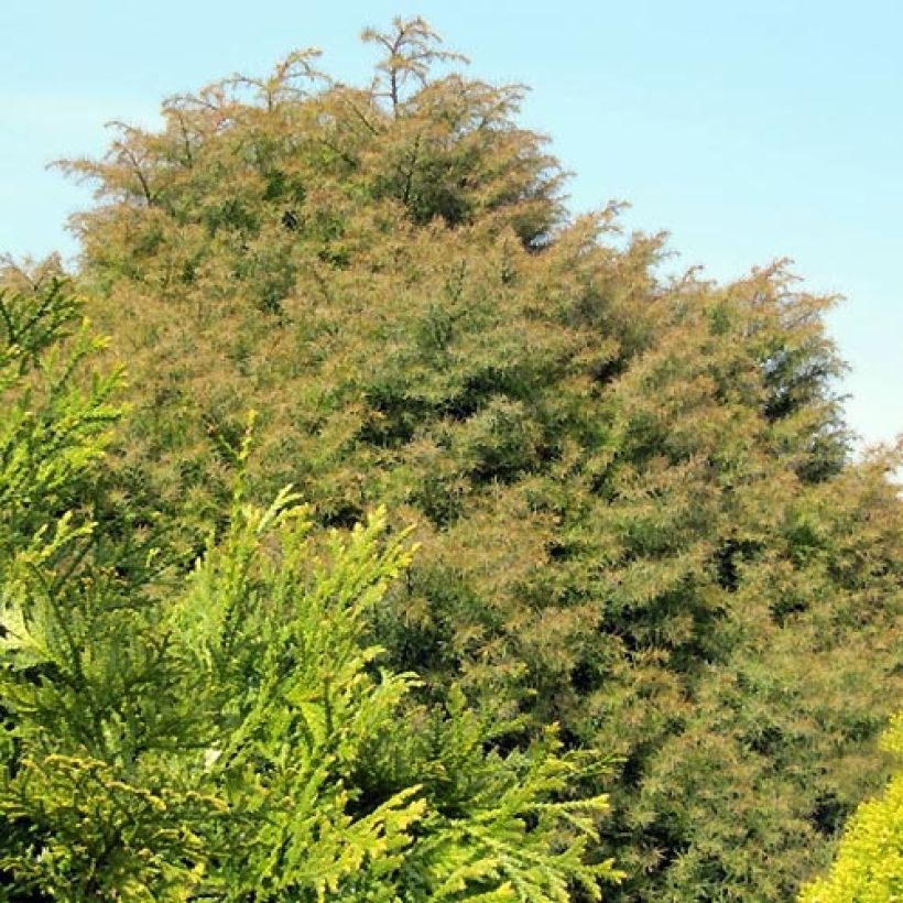 Cryptomeria japonica Elegans - Cèdre du Japon (Port)