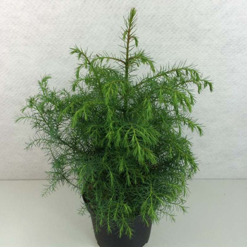 Cryptomeria japonica Elegans Viridis (Feuillage)