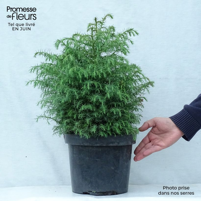 Spécimen de Cryptomeria japonica Elegans Viridis Pot de 7,5L/10L tel que livré en été
