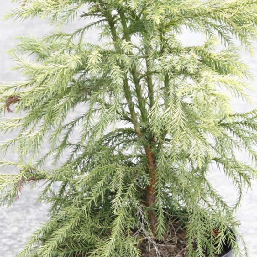 Cryptomeria japonica Sekkan Sugi (Feuillage)