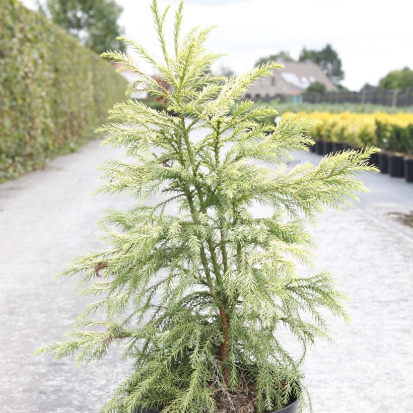 Cryptomeria japonica Sekkan Sugi (Port)