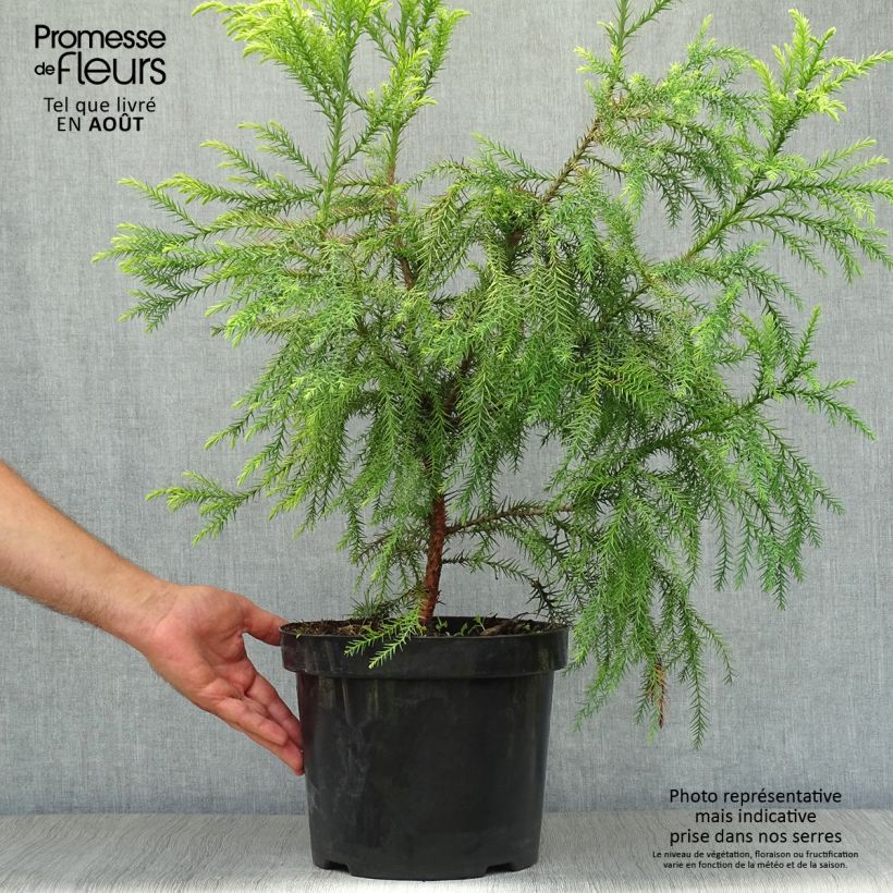 Spécimen de Cryptomeria japonica Sekkan Sugi Pot de 7,5L/10L tel que livré en été