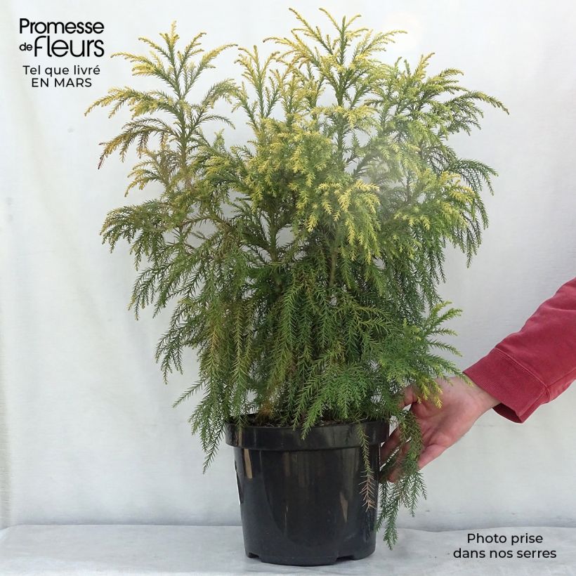 Spécimen de Cryptomeria japonica Sekkan Sugi en pot de 7,5/10L tel que livré au printemps